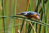 Martin pcheur - Common Kingfisher