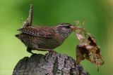 Troglodyte mignon - Wren
