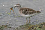 Chevalier sylvain - Wood Sandpiper