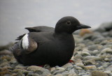 Pigeon Guillemot