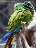 Military Macaw (2530)