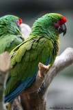 Military Macaw (2533)