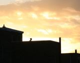 Mrs. Silhouette