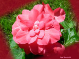 Bégonia