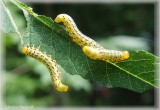 Tenthrède Villageois