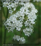 Valriane des vases