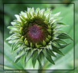 Rudbeckie pourpré