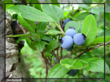 Bleuets