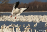 Oie des neiges (Snow Goose)