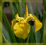 Iris jaune