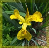 Iris jaune