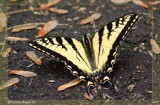 Papillon tigre du Canada - Papilio canadensis 