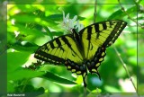 Papillon tigre du Canada - Papilio canadensis 