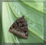 Euclidia cuspidea