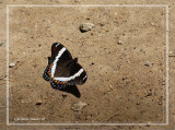 Amiral blanc - Limenitis arthemis