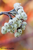 Frosted Dogwood Berries