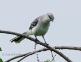 Curious Mockingbird