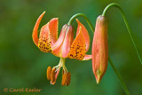 Canada Lily and Bud