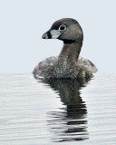 PIE-BILLED GREBE  IMG_0039