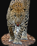 AFRICAN LEOPARD  (Panthera pardus)