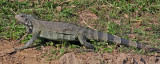 IGUANA IMG_0058-PB72.jpg