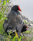 MOORHEN MOTHER AND CHICK IMG_0060