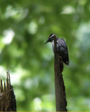 Drieteenspecht / Three-toed Woodpecker