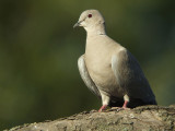 Turkse Tortel / Collared Turtle Dove