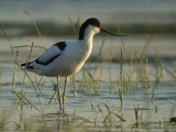 Kluut / Pied Avocet