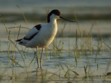 Kluut / Pied Avocet