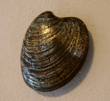 Brass quahaug shell