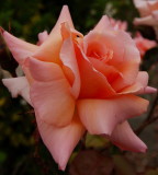 Anns rose