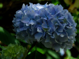 Blue Hyderanga