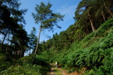 A Walk In Rockmarshall Woods