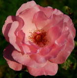 Pink Rose