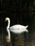 Swan Lake