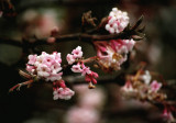 Winter Blossoms