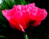 Shocking Pink Poppy