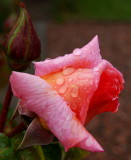 Peach Rose Bud
