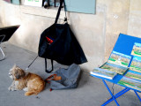 Artists dog, Place Des Vosges