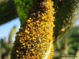 Aphids (<em>Aphis nerii</em>) on common milkweed