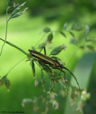 Meadow plant bug (<em>Miris dolabratus</em>) on  grass