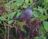 Gray catbird in Black elderberry shrub