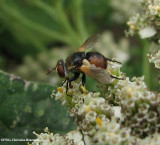 Parasitic fly (<em>Gymnosoma</em> sp.) on yarrow