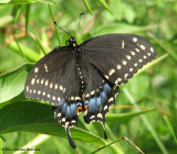 Black swallowtail (<em>Papilio polyxenes</em>), female