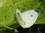 Cabbage white (Pieris rapae)