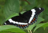 White admiral (Limenitis arthemis)