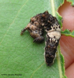 White admiral (Limenitis arthemis) larva