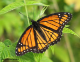 Viceroy (Limenitis archippus)