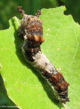 Viceroy (Limenitis archippus) larva